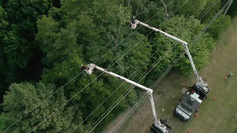 How Our Tree Care Process Works  in Inez, TX